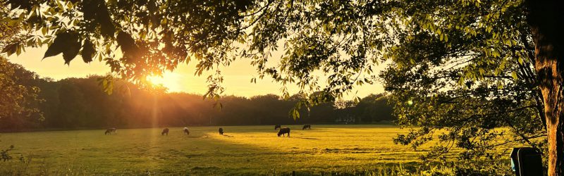 advocaat-erfrecht-eemnes advocaat erfrecht Eemnes